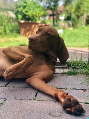 Viszla Deckrüde Bild 9