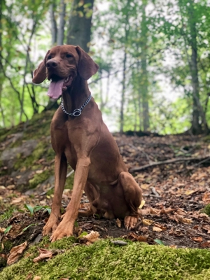 Viszla Deckrüde Bild 5