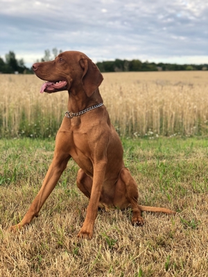 Viszla Deckrüde Bild 8