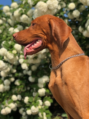 Viszla Deckrüde Bild 12