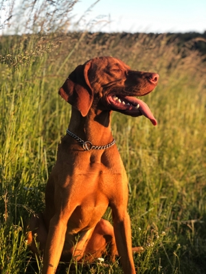 Viszla Deckrüde Bild 11