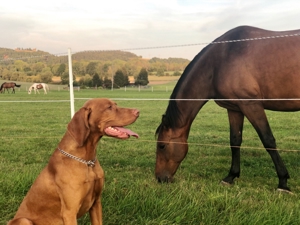 Viszla Deckrüde Bild 4