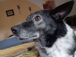 Gemütlicher Hunde-Opi Oreos Ist einfach nur dankbar Bild 7