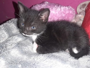Kitten suchen ein liebevolle zu Hause schwarz/weiß u. Tigerkatze , kastriert, in Gute Hände zu geben Bild 1
