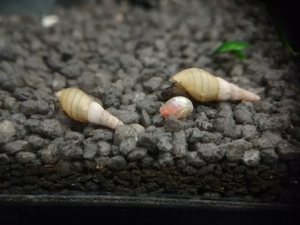 RARITÄT! Spiky Turmdeckelschnecke (Tarebia lineata) DNZ 4 Stück = 1EUR Bild 5