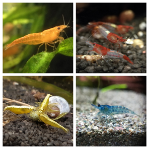 RARITÄT! Spiky Turmdeckelschnecke (Tarebia lineata) DNZ 4 Stück = 1EUR Bild 9