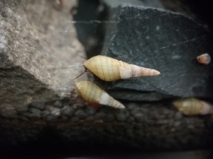 RARITÄT! Spiky Turmdeckelschnecke (Tarebia lineata) DNZ 4 Stück = 1EUR Bild 3