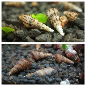 RARITÄT! Spiky Turmdeckelschnecke (Tarebia lineata) DNZ 4 Stück = 1EUR Bild 10
