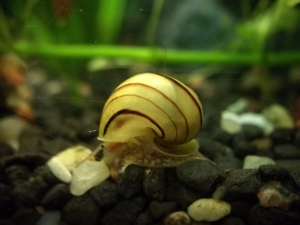 RARITÄT! Spiky Turmdeckelschnecke (Tarebia lineata) DNZ 4 Stück = 1EUR Bild 7