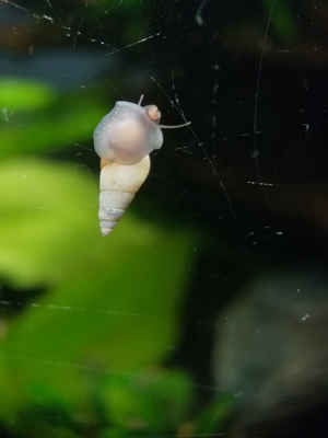 RARITÄT! Spiky Turmdeckelschnecke (Tarebia lineata) DNZ 4 Stück = 1EUR Bild 2