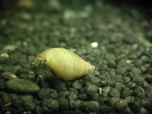 RARITÄT! Spiky Turmdeckelschnecke (Tarebia lineata) DNZ 4 Stück = 1EUR Bild 4