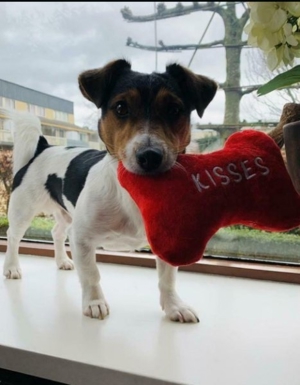 Deckrüde Jack Russel Bild 9