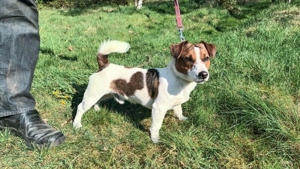 Deckrüde Jack Russel Bild 3