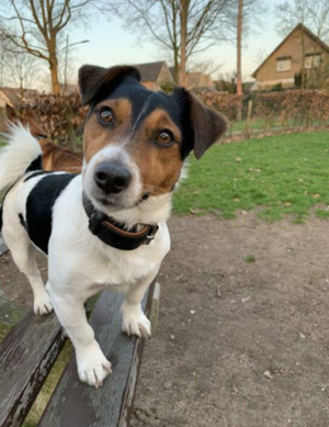 Deckrüde Jack Russel Bild 10