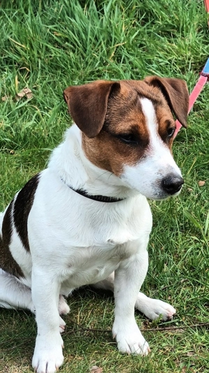 Deckrüde Jack Russel Bild 2