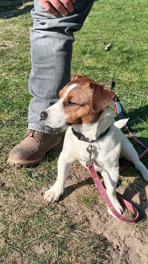 Deckrüde Jack Russel Bild 7