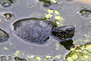 Europäische Sumpfschildkröten Bild 2