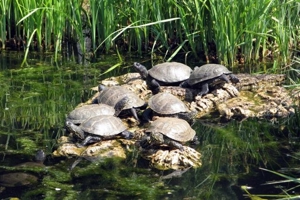 Europäische Sumpfschildkröten Bild 5