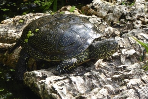 Europäische Sumpfschildkröten Bild 3