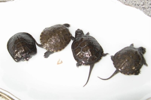 Europäische Sumpfschildkröten Bild 1
