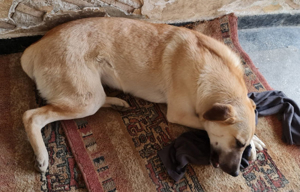 KYRA- hübsches Hundemädchen sucht Zuhause Bild 4