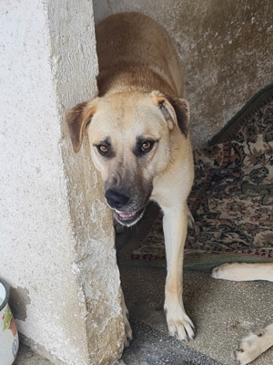 KYRA- hübsches Hundemädchen sucht Zuhause Bild 7
