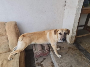 KYRA- hübsches Hundemädchen sucht Zuhause Bild 3