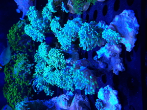 Korallen Ableger SPS LPS Zoanthus Bild 15