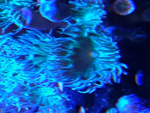 Korallen Ableger SPS LPS Zoanthus Bild 4