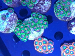 Korallen Ableger SPS LPS Zoanthus Bild 19