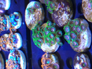 Korallen Ableger SPS LPS Zoanthus Bild 2