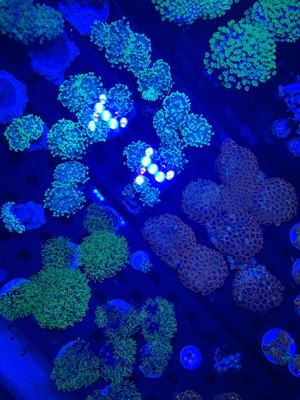 Korallen Ableger SPS LPS Zoanthus Bild 20