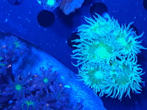 Korallen Ableger SPS LPS Zoanthus Bild 7