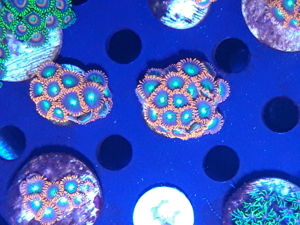 Korallen Ableger SPS LPS Zoanthus Bild 5