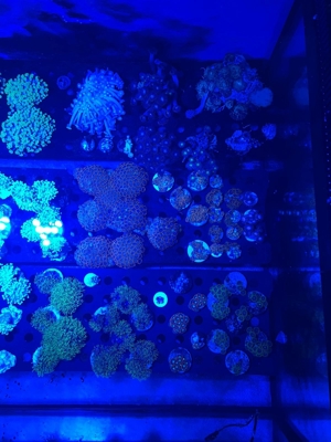 Korallen Ableger SPS LPS Zoanthus Bild 11