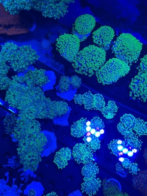 Korallen Ableger SPS LPS Zoanthus Bild 10