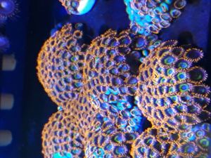 Korallen Ableger SPS LPS Zoanthus Bild 3