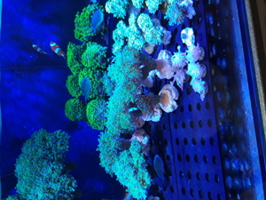 Korallen Ableger SPS LPS Zoanthus Bild 13