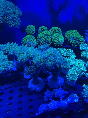 Korallen Ableger SPS LPS Zoanthus Bild 18