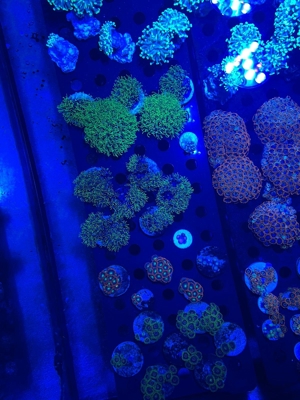 Korallen Ableger SPS LPS Zoanthus Bild 9