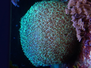 Korallen Ableger SPS LPS Zoanthus Bild 8