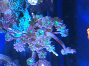 Korallen Ableger SPS LPS Zoanthus Bild 17
