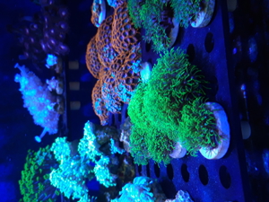 Korallen Ableger SPS LPS Zoanthus Bild 1