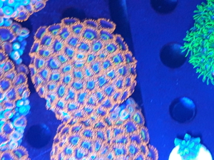 Korallen Ableger SPS LPS Zoanthus Bild 16