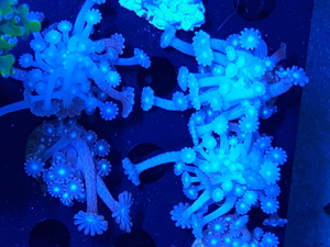 Korallen Ableger SPS LPS Zoanthus Bild 6