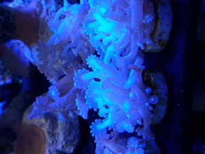 Korallen Ableger SPS LPS Zoanthus Bild 14