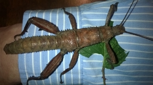 Extatosoma tiaratum (Australische Gespenstschrecken) - alle Stadien Bild 3