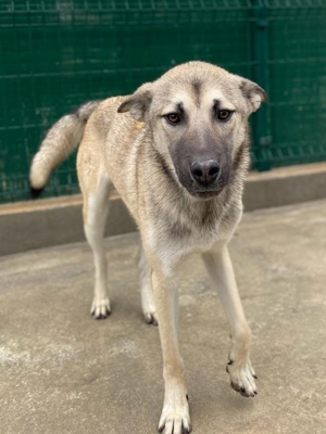 Herdenschutzhund Mischling Mag Kangal Sarplaniac Mischling sucht ein erfahrenes Zuhause