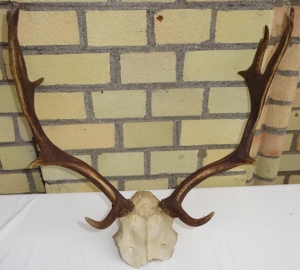 IF Geweih Hirschgeweih Hornlänge ca.48 cm ohne Wandschild, sehr gut erhalten