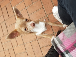 Deckrüde Chihuahua Bild 9